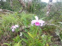 Sobralia decora