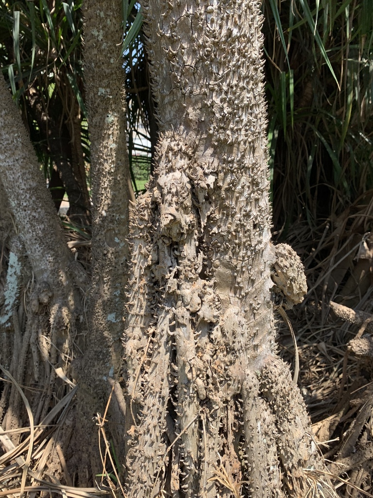 Pandanus livingstonianus
