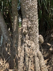 Pandanus livingstonianus