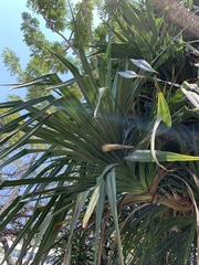 Pandanus livingstonianus