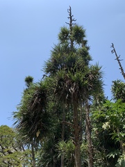 Pandanus livingstonianus