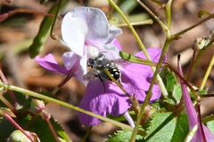Anthidium maculosum
