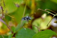 Anthidium maculosum