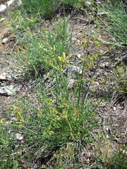 Lomatium graveolens