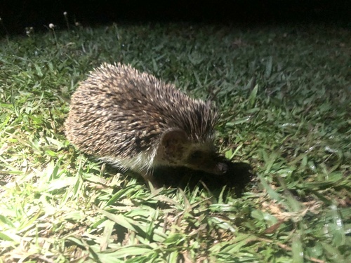 Four-toed Hedgehog