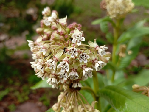 Asclepias scheryi, photograph 4