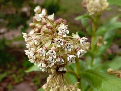 Rodolfo Maximiliano Gutiérrez-Sánchez, CC BY, iNaturalist via GBIF Asclepias scheryi, photograph Rodolfo Maximiliano Gutiérrez-Sánchez, CC BY, iNaturalist via GBIF
