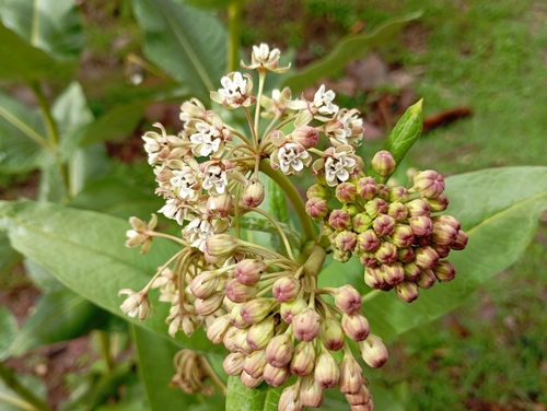 Asclepias scheryi, photograph 5