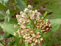 Rodolfo Maximiliano Gutiérrez-Sánchez, CC BY, iNaturalist via GBIF Asclepias scheryi, photograph Rodolfo Maximiliano Gutiérrez-Sánchez, CC BY, iNaturalist via GBIF
