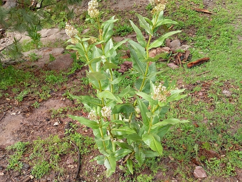 Asclepias scheryi, photograph 6
