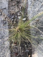 Nassella tenuissima