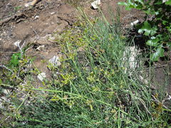 Lomatium graveolens