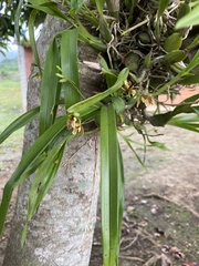Prosthechea livida, photograph (c) fern Wildtruth, some rights reserved (CC BY)