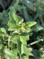 Priva flabelliformis image