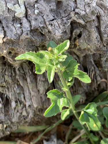 Priva flabelliformis image