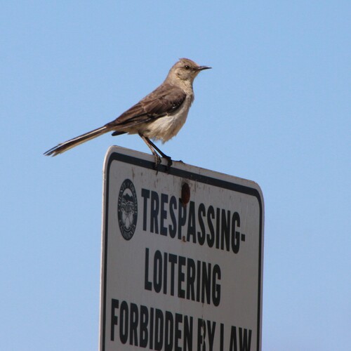 iNaturalist observation photo of Northern Mockingbird