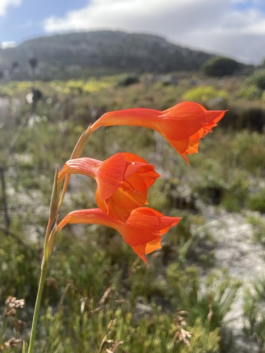 Goodhope Glad (Gladiolus merianellus)