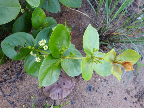 Fadogia triphylla