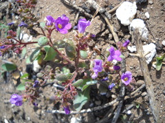 Phacelia pulchella