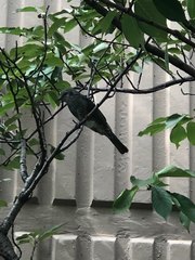 Hypsipetes amaurotis