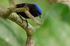 Lepidothrix coronata