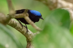 Lepidothrix coronata