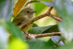 Dwarf Tyrant-Manakin photo 3