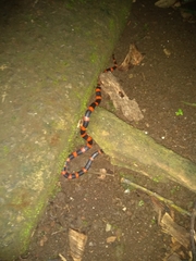 Geophis semidoliatus