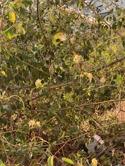 Maerua angolensis subsp. angolensis image
