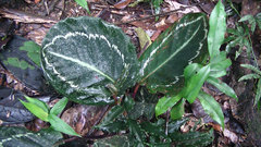 Goeppertia roseopicta