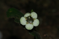 Fieldia australis