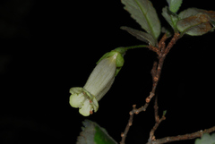 Fieldia australis