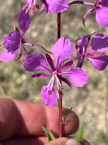 fireweed
