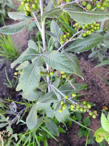 Searsia kirkii