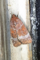 Hampsonodes