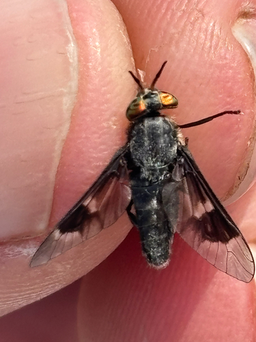 Benign Deer Fly