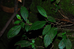 Fieldia australis