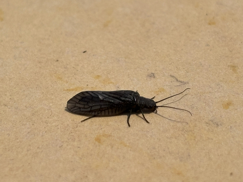 Holarctic Alderflies