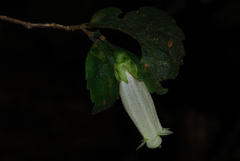 Fieldia australis