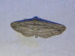 Iridopsis obliquaria