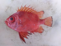 Pristigenys serrula