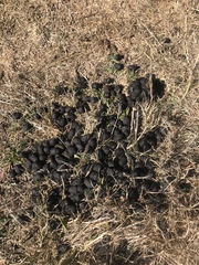 Cervus canadensis nannodes