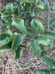 Balanites maughamii subsp. maughamii image