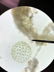 Pleodorina
