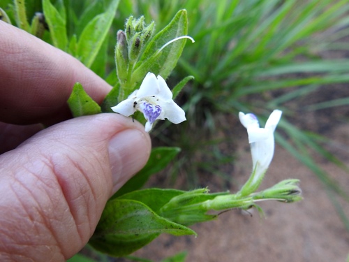 Asystasia glandulosa