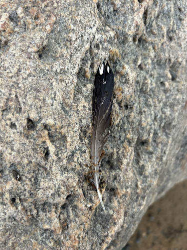 Plume de Plongeon imbrin