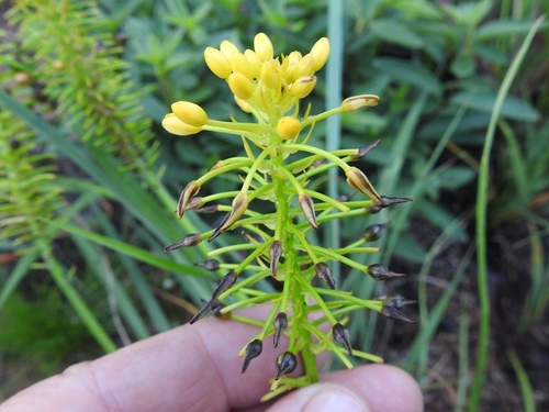 Yellow Cat's Tail