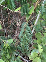 Senegalia kraussiana
