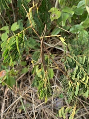 Senegalia kraussiana