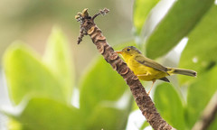 Phylloscopus tephrocephalus
